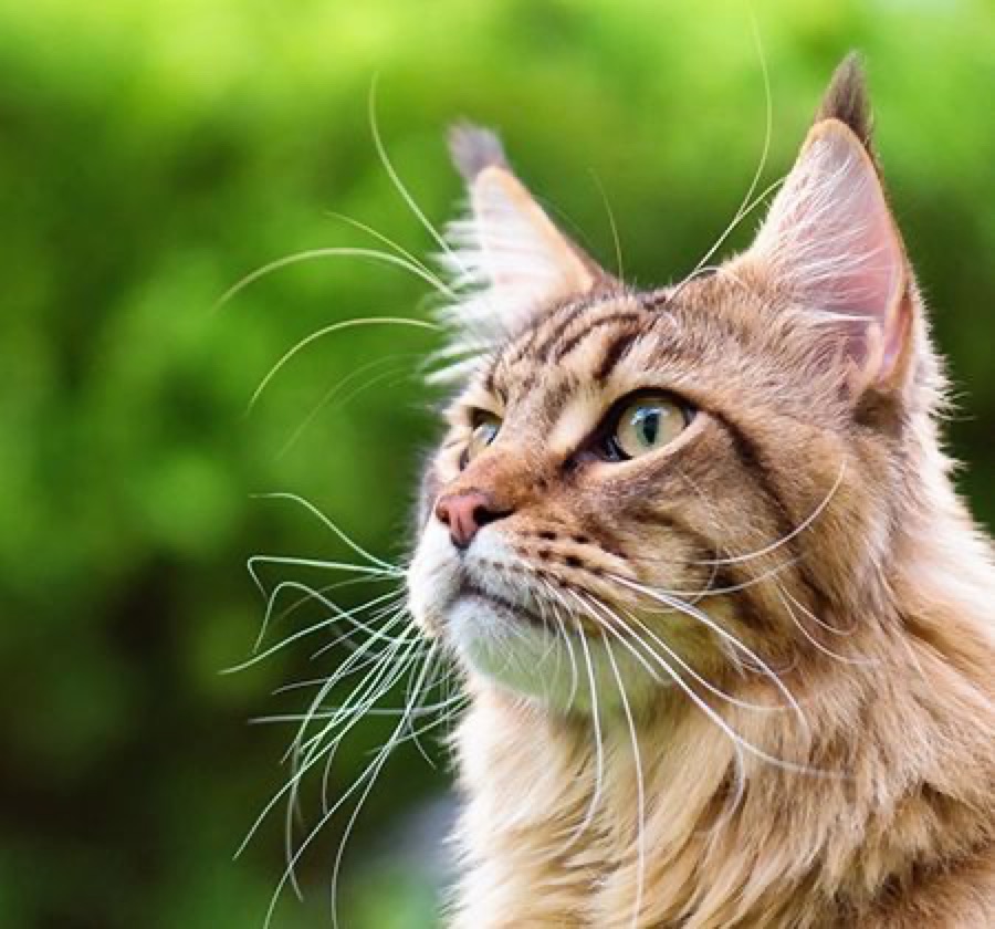 Kedi