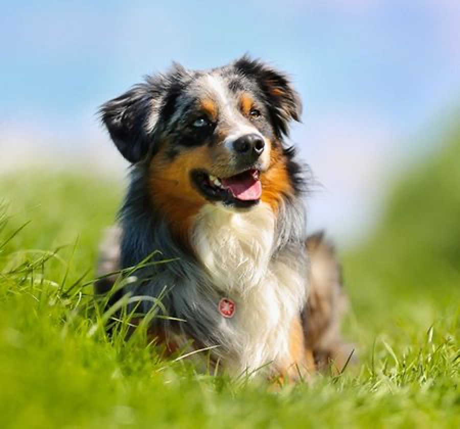 Köpek
